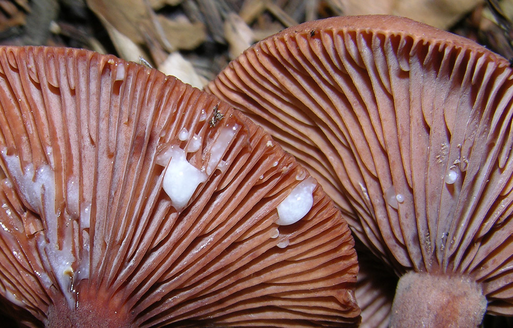 Se vi piacciono i funghi....